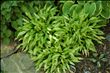 Hosta Green Eyes